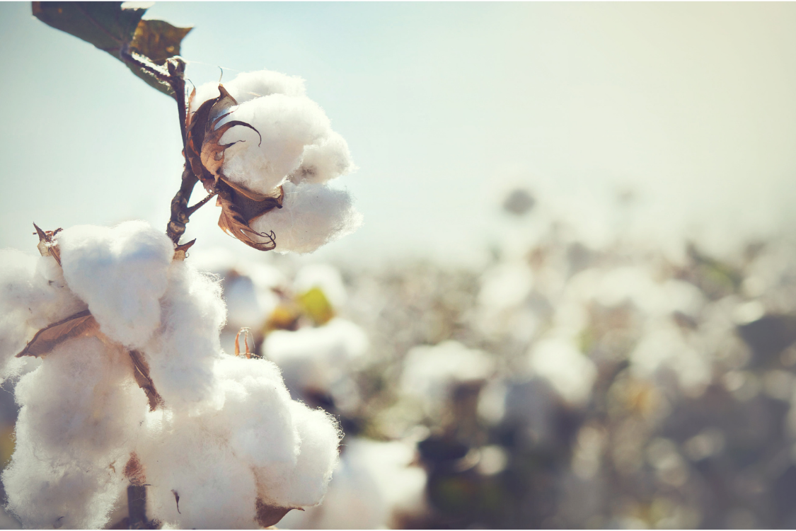 Does your tshirt have stains? Why we need to support organic cotton
