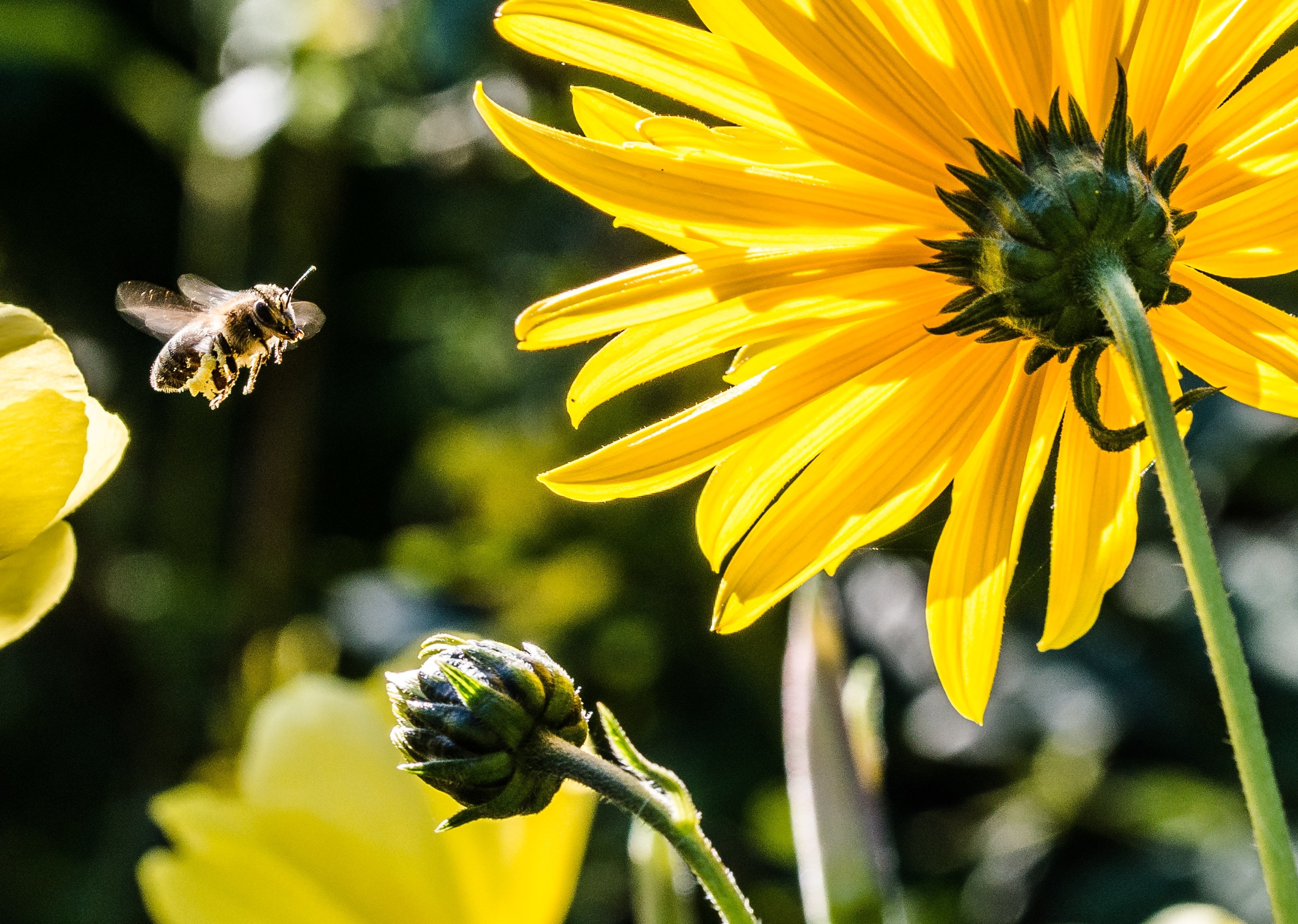How we can help pollinators in our gardens? Organic UK